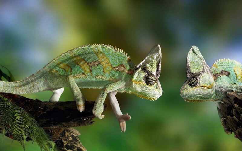 Two chameleons on a branch