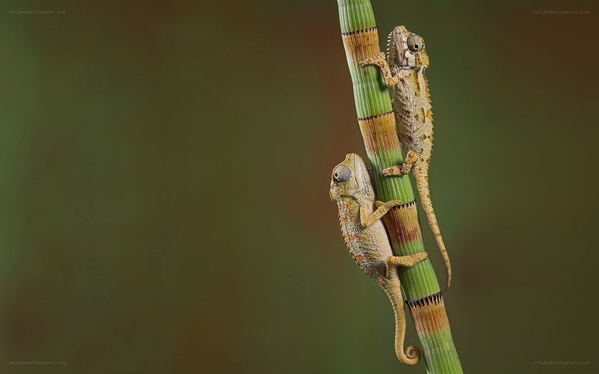 Two chameleons on a plant stem