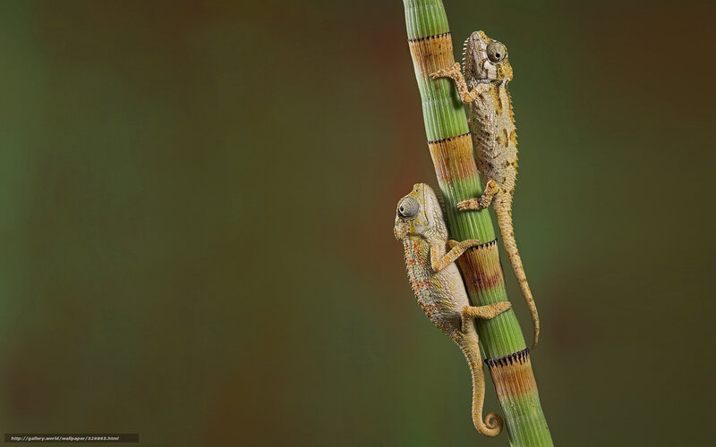 Two chameleons on a plant stem