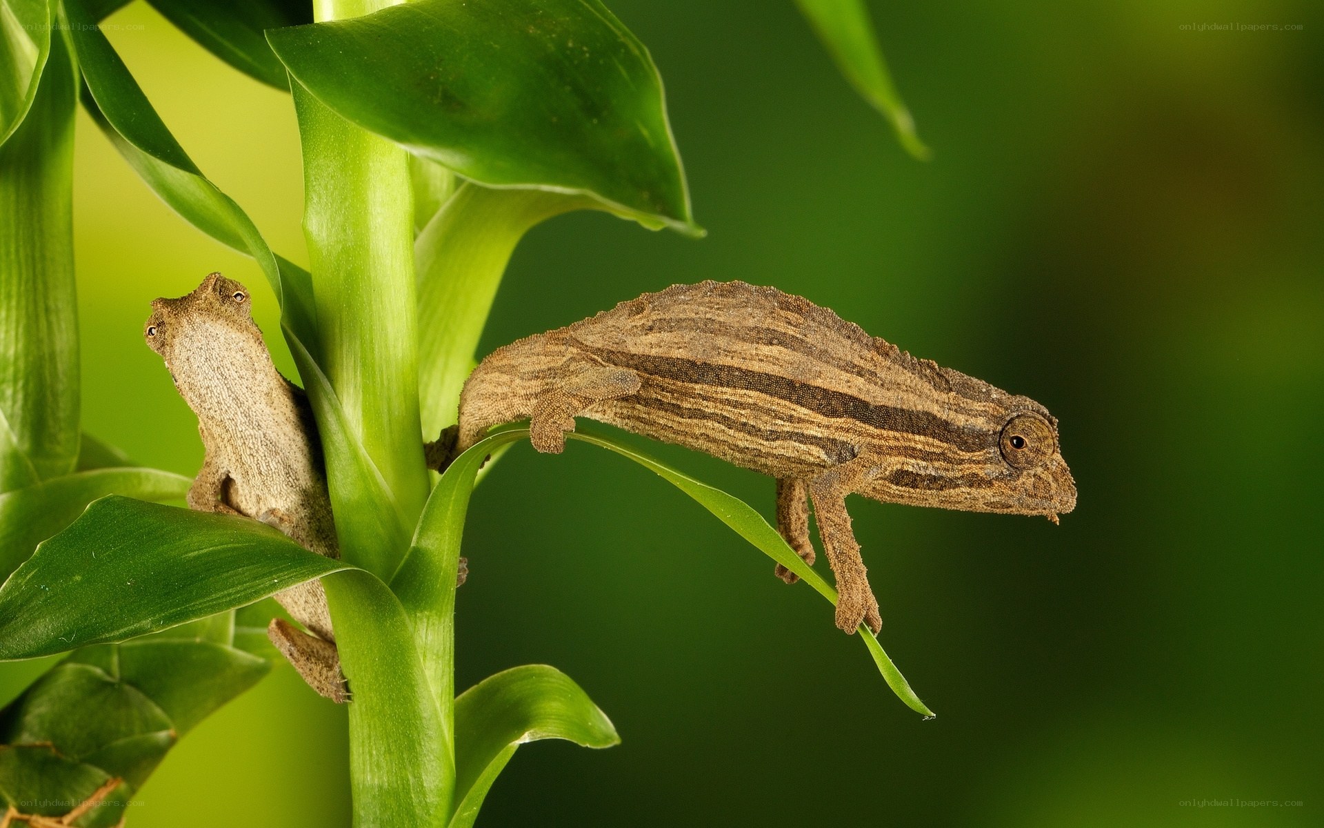 Two chameleons on a plant