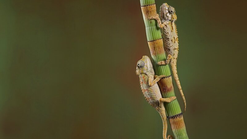 Two chameleons on a stem