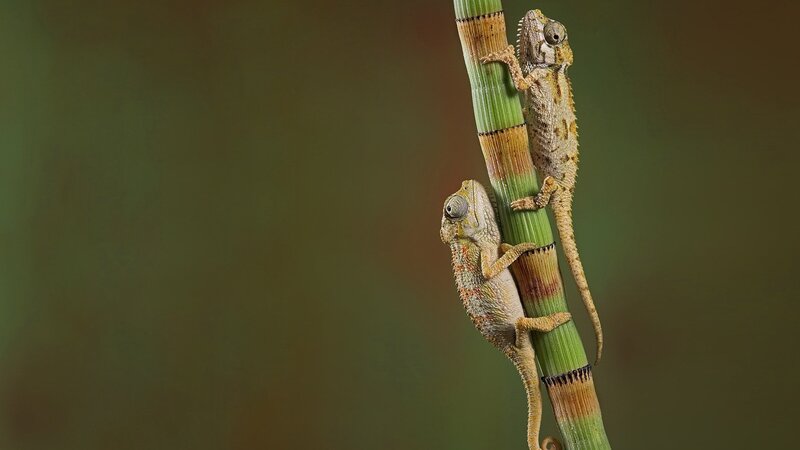 Two chameleons on a stem