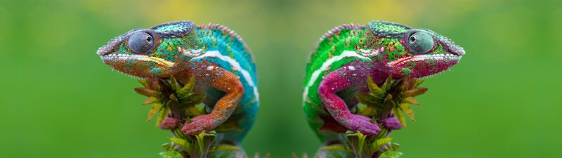Two Chameleons on Branch — Green, Calm