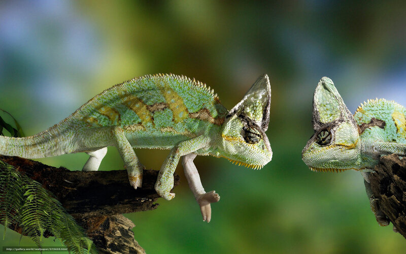 Two Chameleons on Branch — Green, Natural, Photograph