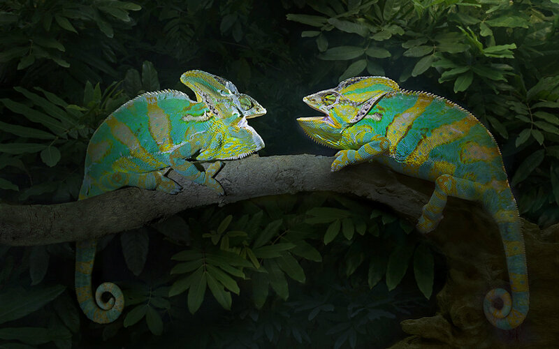 Two Chameleons on Branch — Green, Natural