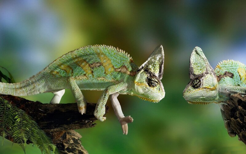 Two Chameleons on Branch — Green