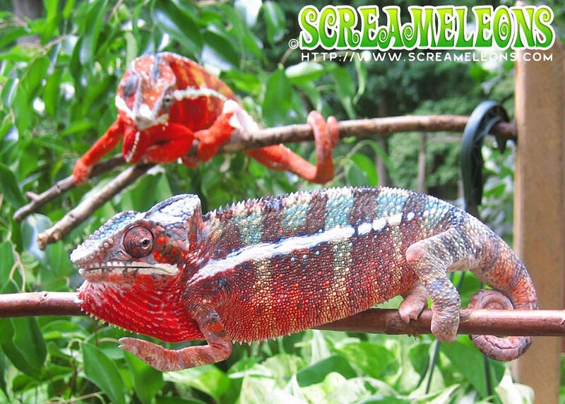 Two Chameleons on Branches — Red