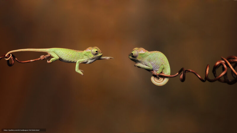 Two Chameleons on Vine — Green, Calm, Photograph, Chameleon, Background