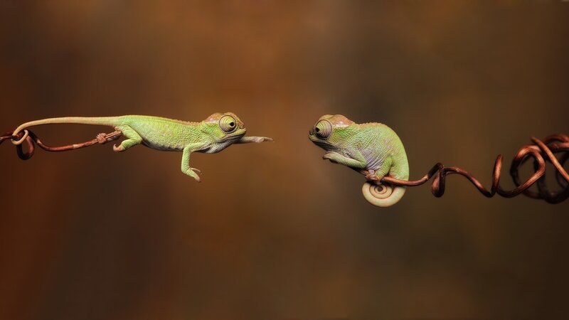 Two Chameleons on Vine — Green, Calm, Photograph, Chameleon, Brown Background