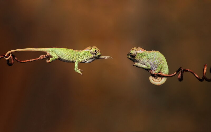 Two Chameleons on Vine — Green, Calm, Photograph