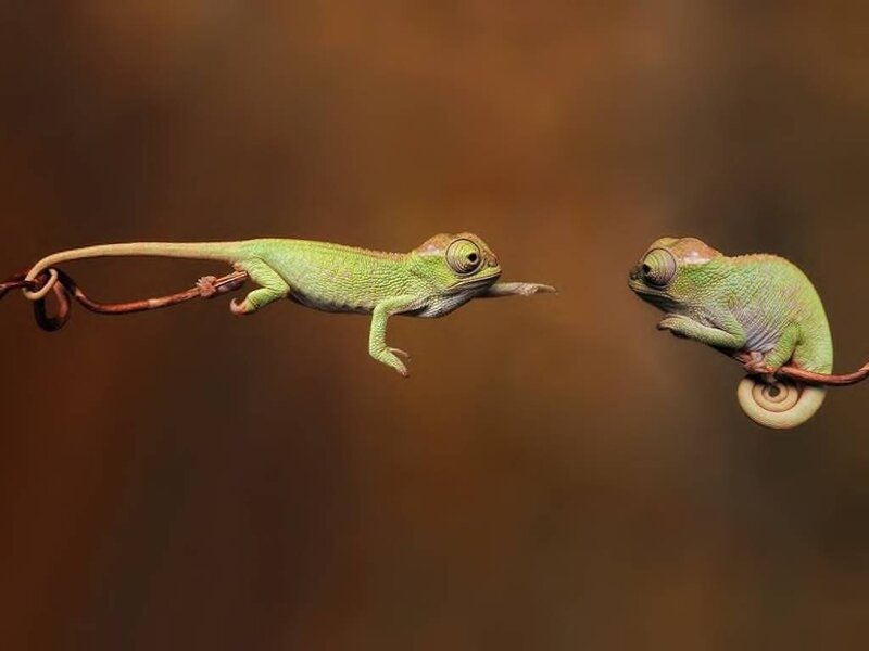 Two Chameleons on Vine — Green, Calm