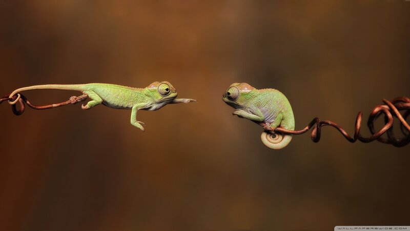 Two Chameleons on Vine — Green