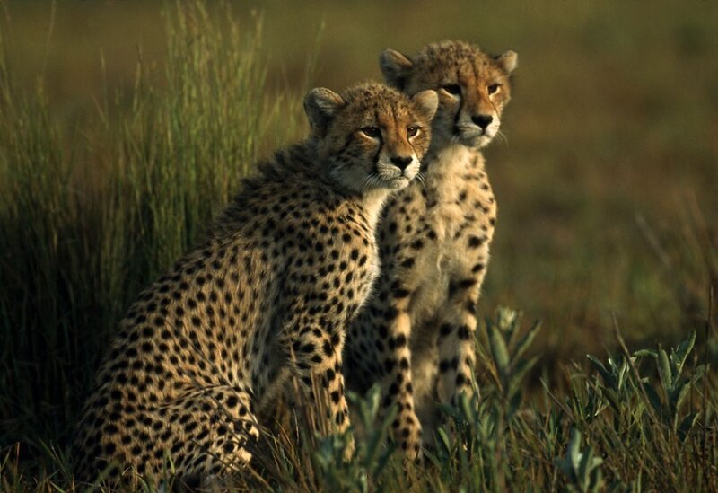 Two Cheetah Cubs — Brown, Alert, Sunset