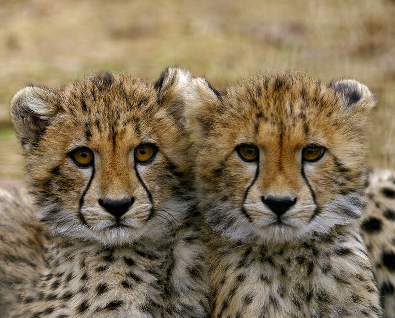 Two Cheetah Cubs — Brown, Calm, Photograph