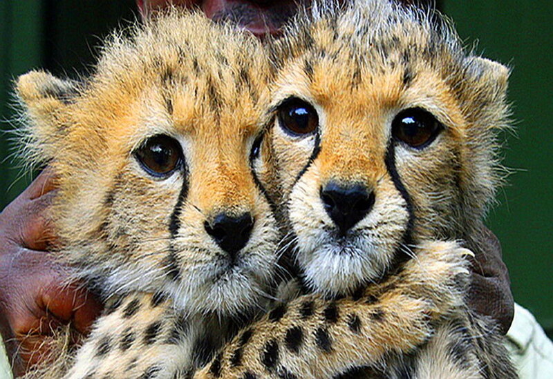 Two Cheetah Cubs — Brown, Calm