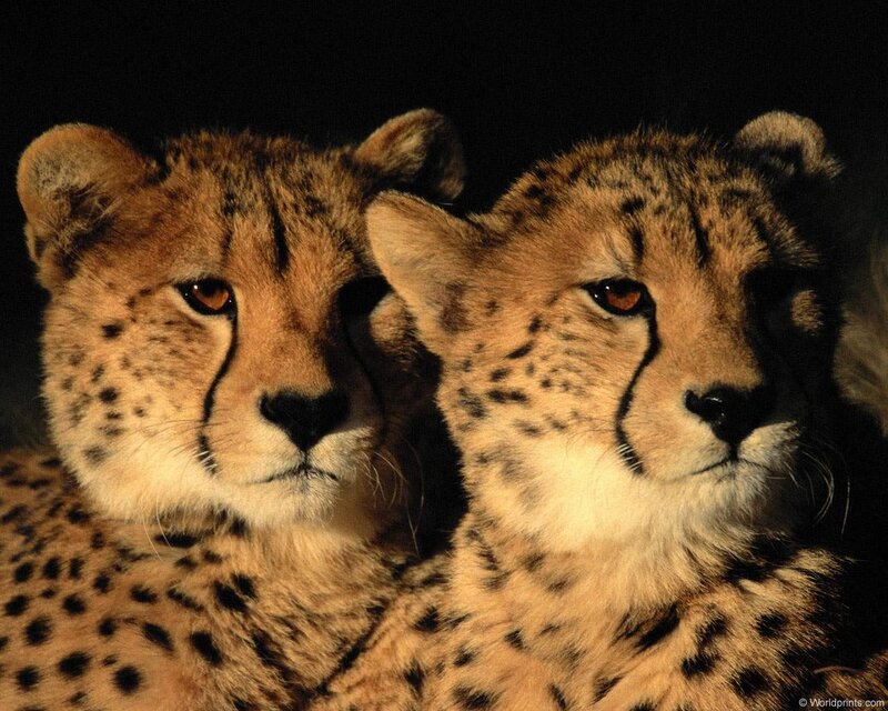 two cheetah cubs close-up