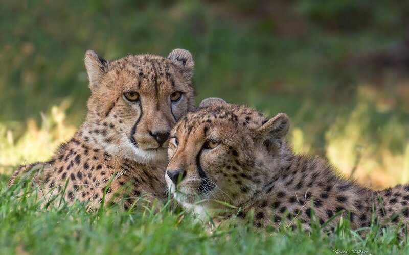 Two Cheetah Cubs — Green, Calm, Afternoon
