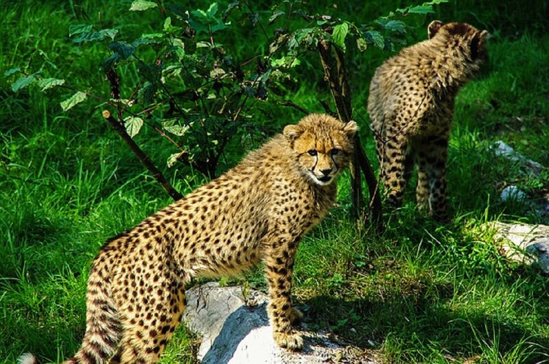 Two Cheetah Cubs — Green, Natural