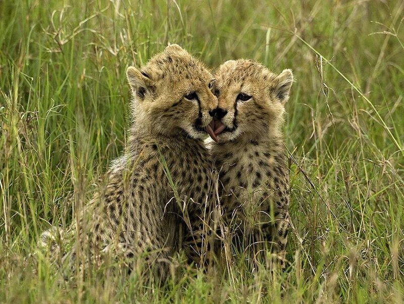 Two Cheetah Cubs — Green