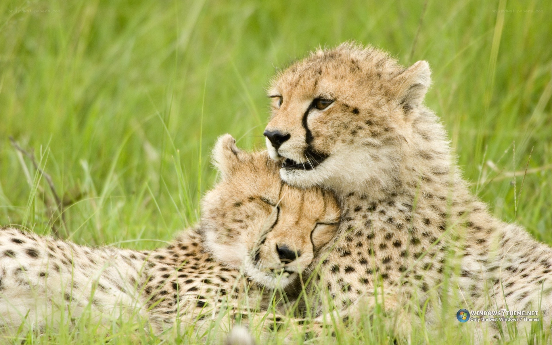 two cheetah cubs in grass