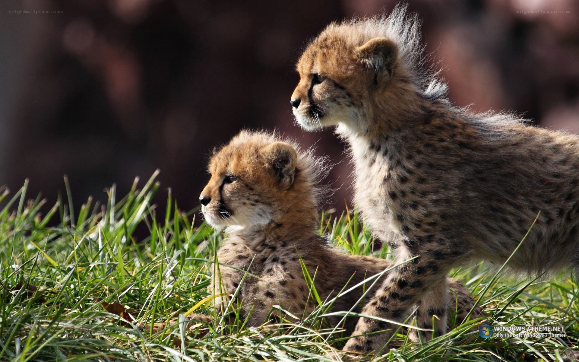 two cheetah cubs in grass