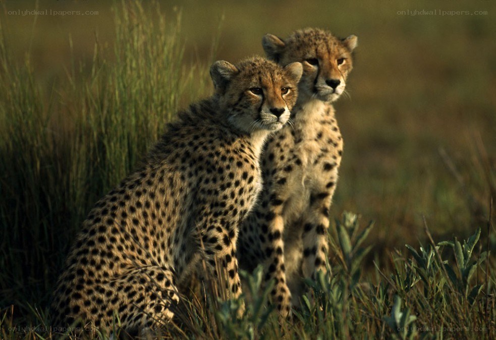 Two cheetah cubs in grass