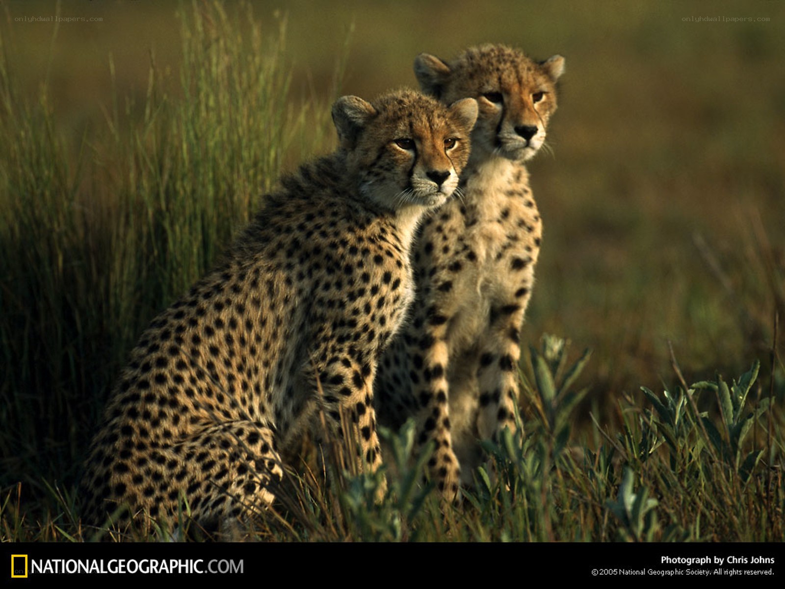 Two cheetah cubs in grass