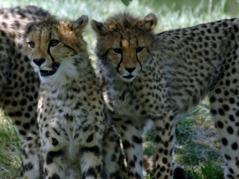 Two cheetah cubs in grass