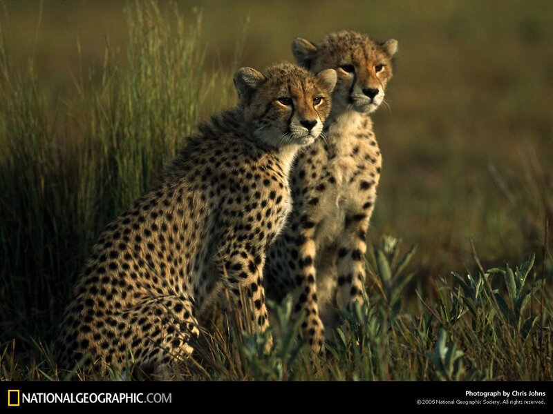 Two cheetah cubs in grass