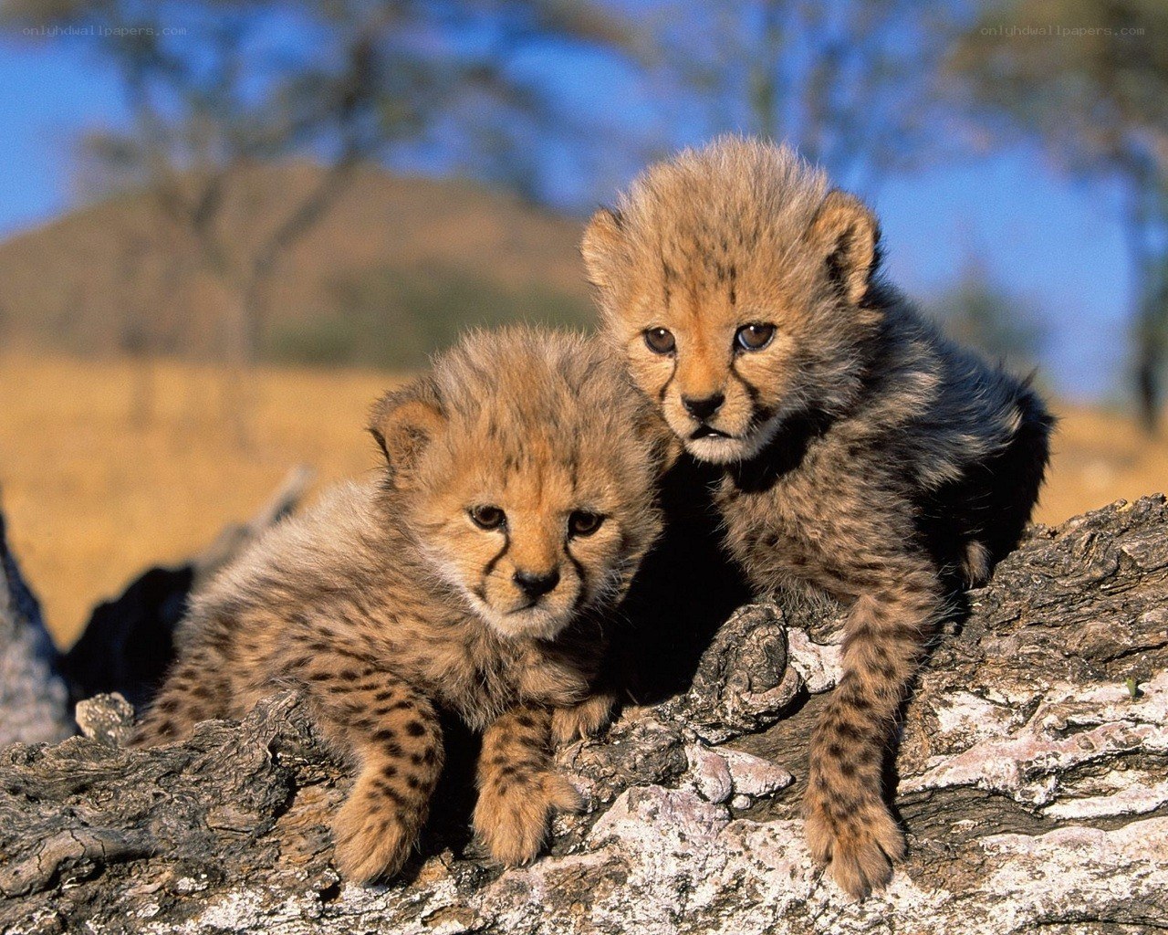 Two cheetah cubs on a log