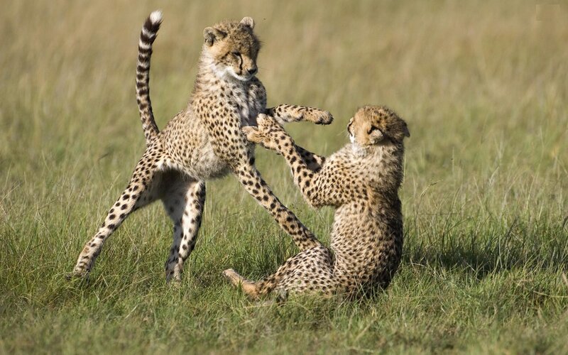 Two Cheetah Cubs Playing — Green, Playful, Afternoon, Photograph, Grass, Cub