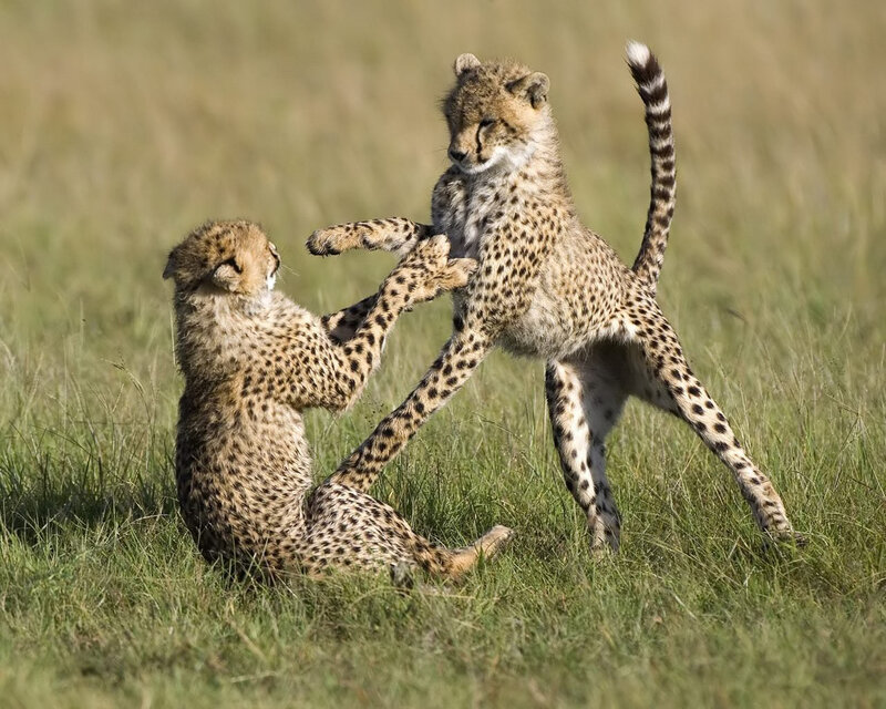 Two Cheetah Cubs Playing — Green