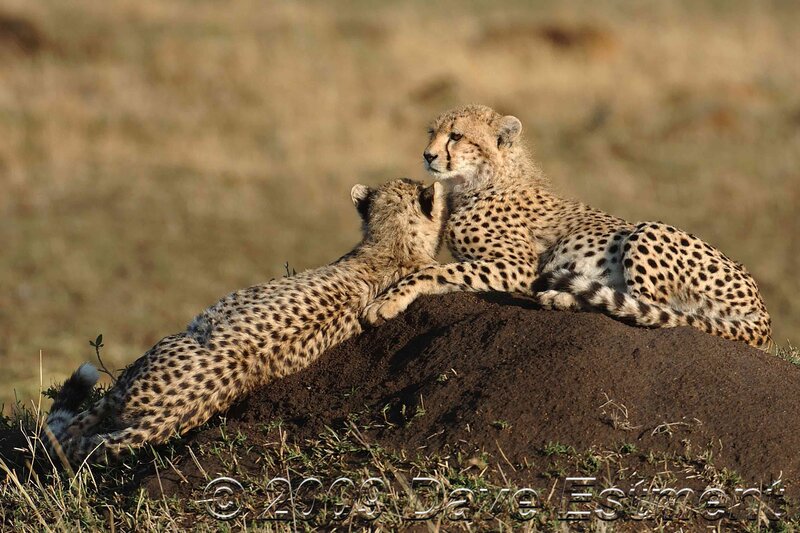 Two cheetah cubs playing