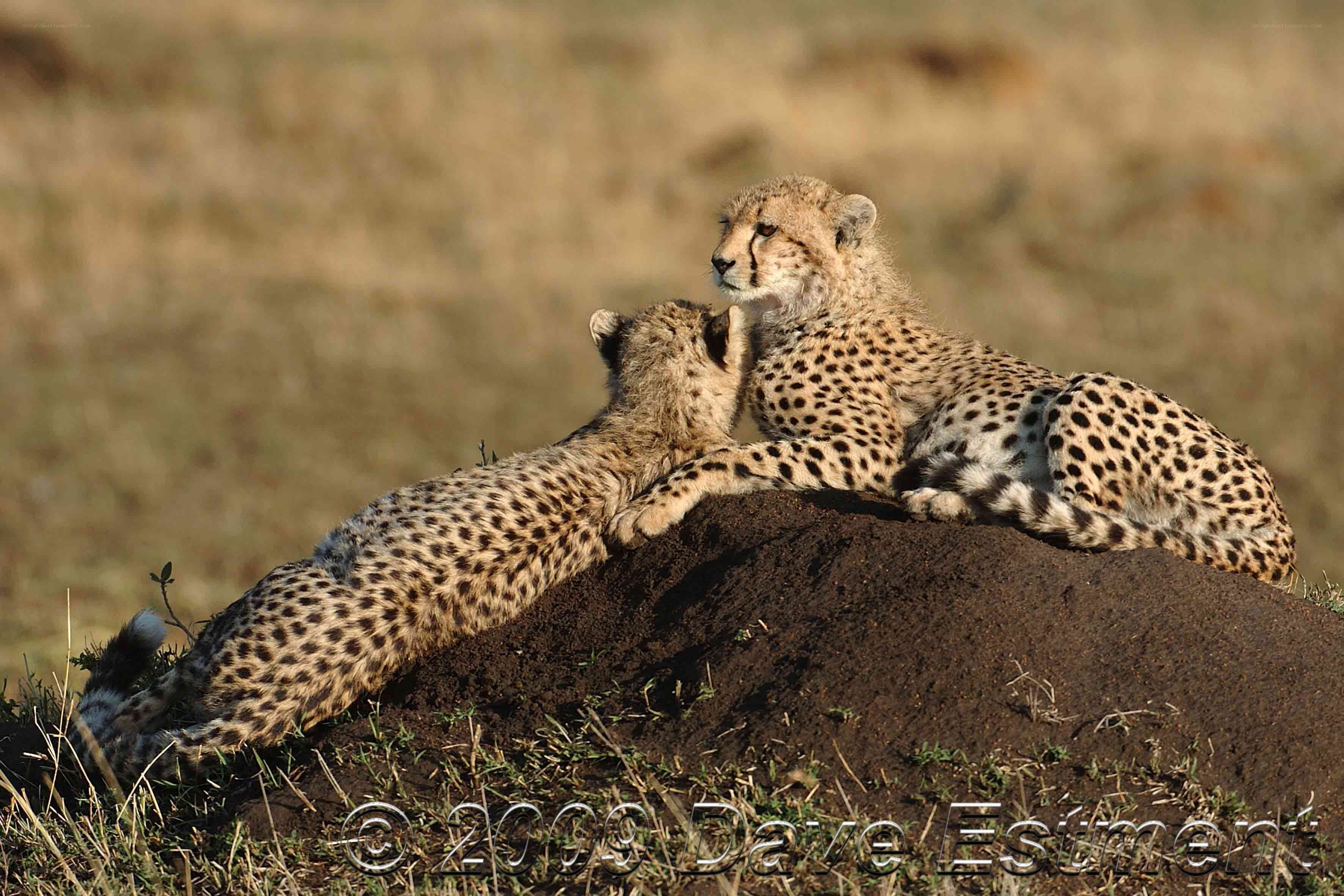 Two cheetah cubs playing