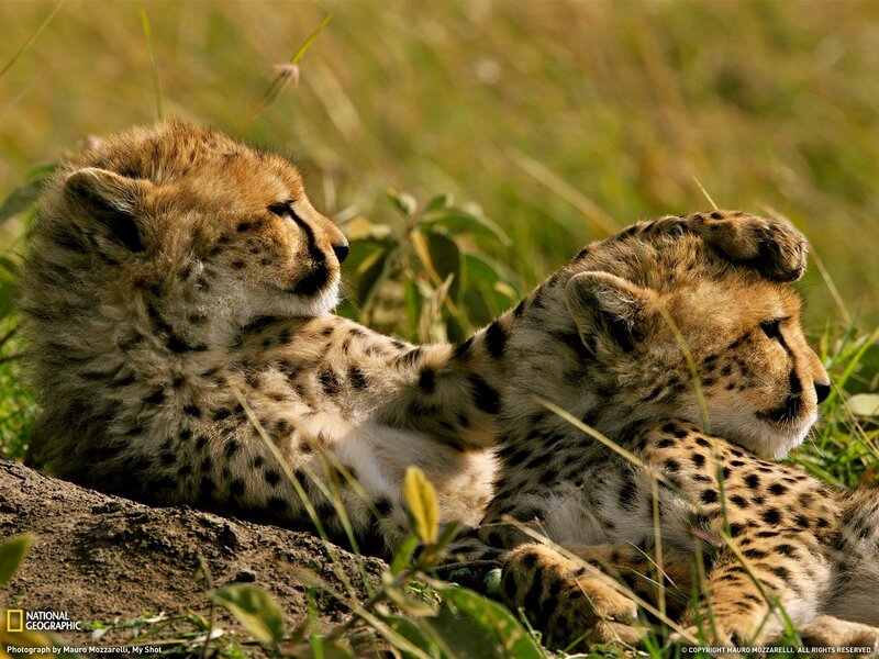 Two cheetah cubs resting
