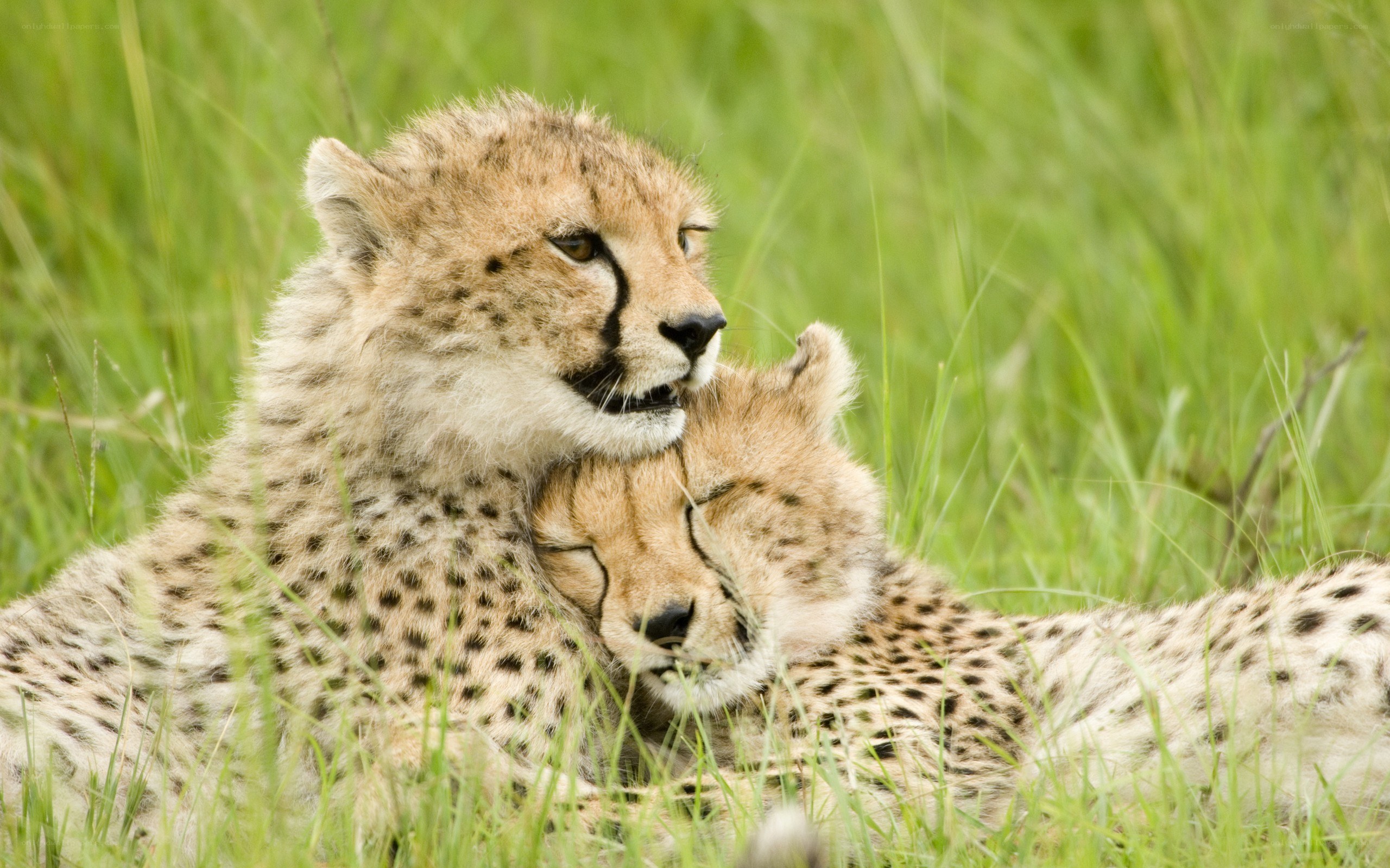 Two cheetah cubs resting