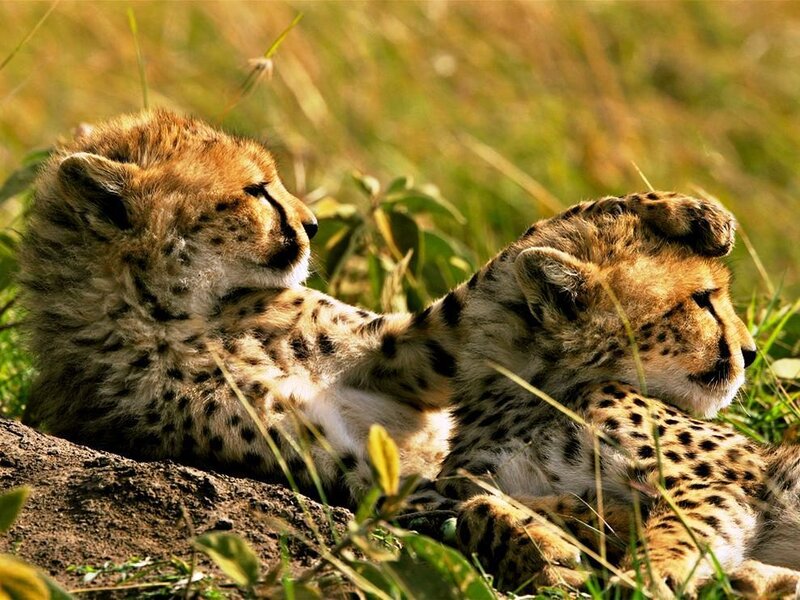 Two cheetah cubs resting