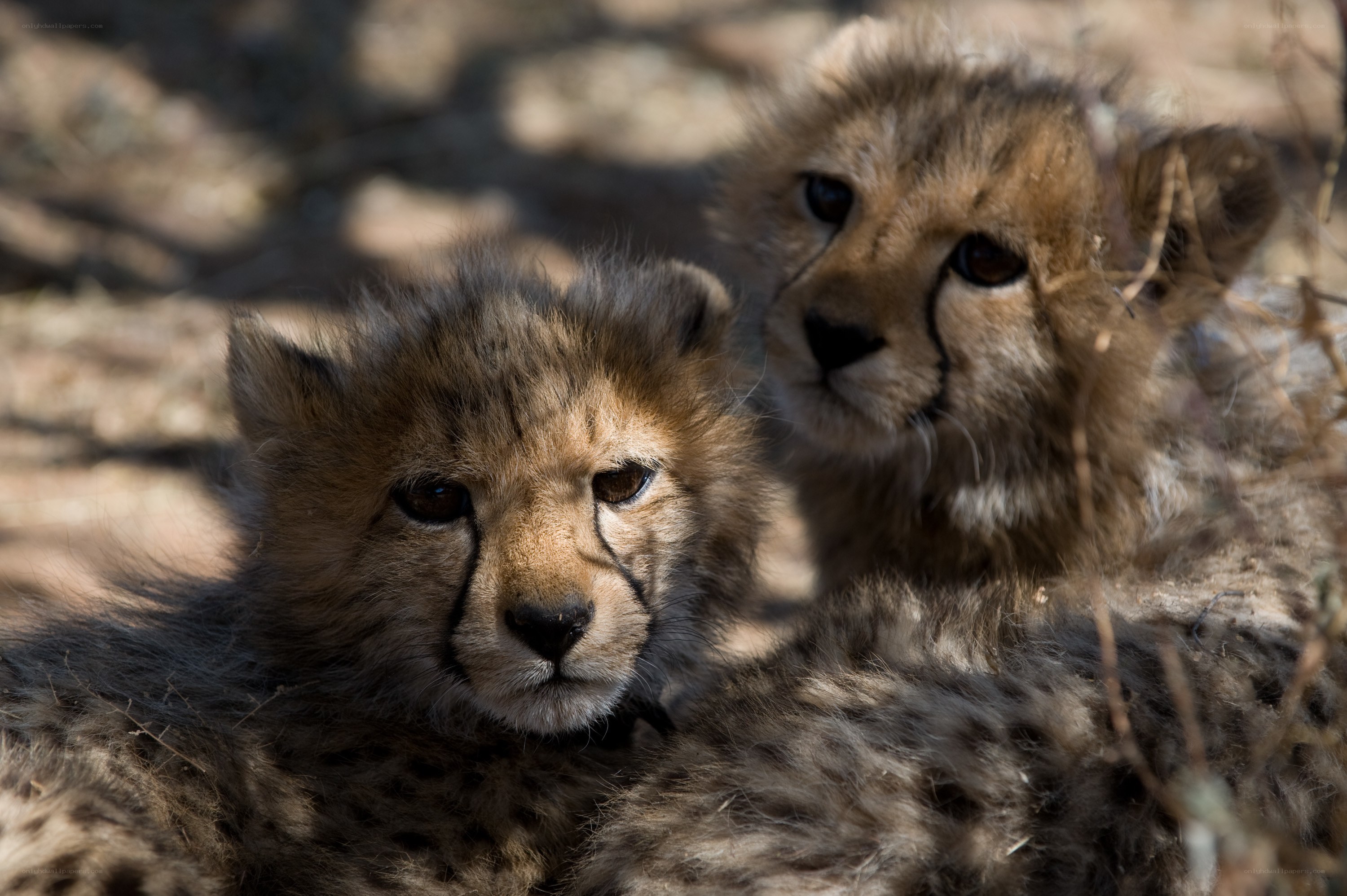 Two cheetah cubs resting