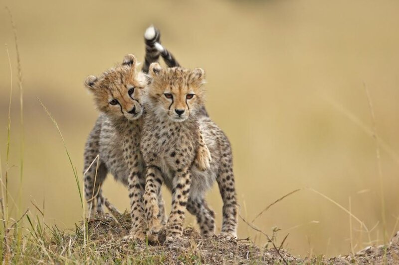 Two Cheetah Cubs — Tan, Calm, Afternoon