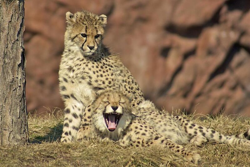 Two Cheetah Cubs — Tan, Calm