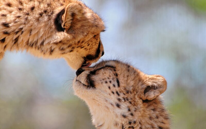 Two Cheetah Cubs — Tan