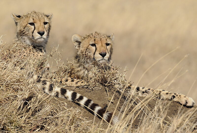 Two Cheetah Cubs