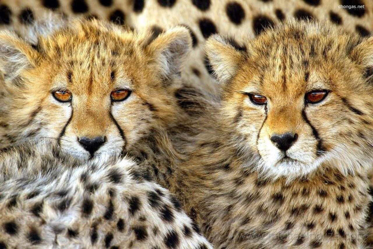 two cheetah cubs together