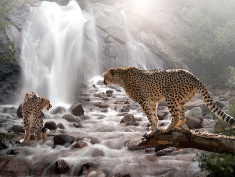 Two Cheetahs by Waterfall