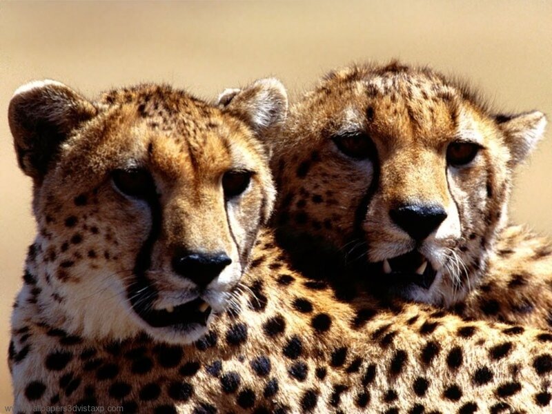 two cheetahs close-up