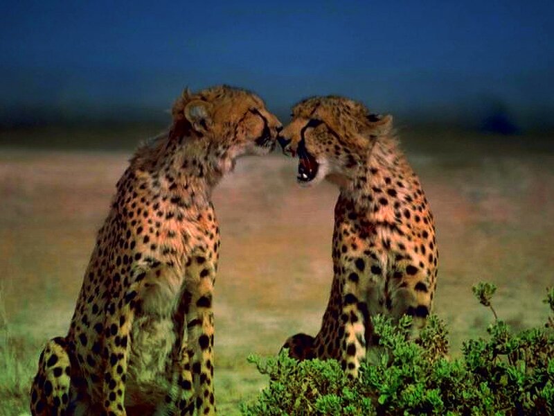 Two Cheetahs Facing — Brown