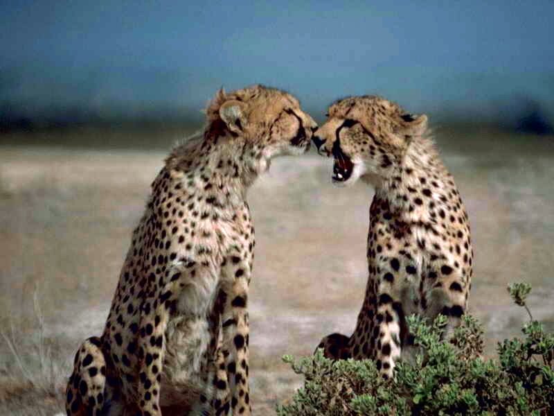 Two Cheetahs Facing