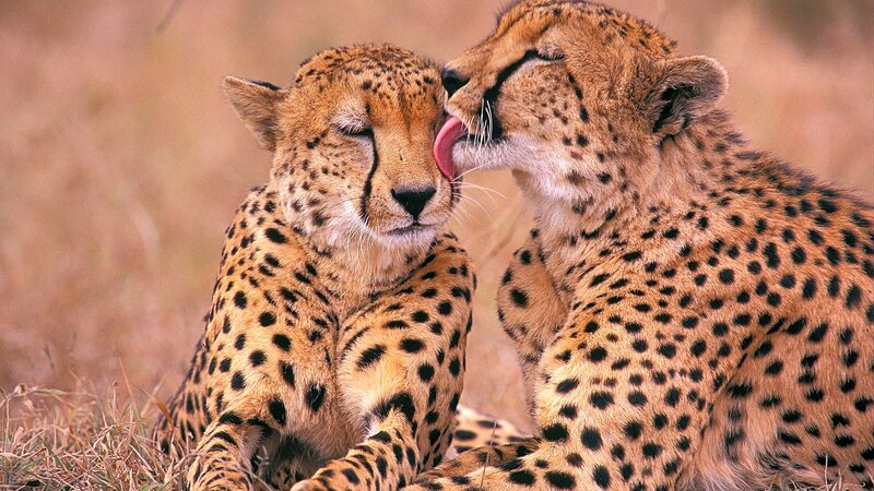 Two Cheetahs Grooming — Brown, Calm, Afternoon, Photograph