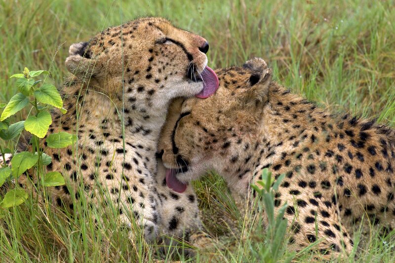 Two Cheetahs Grooming — Brown, Calm