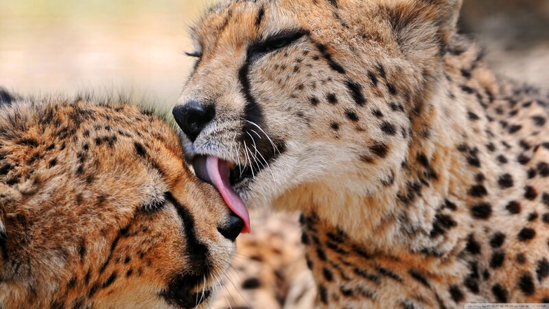 Two Cheetahs Grooming — Brown